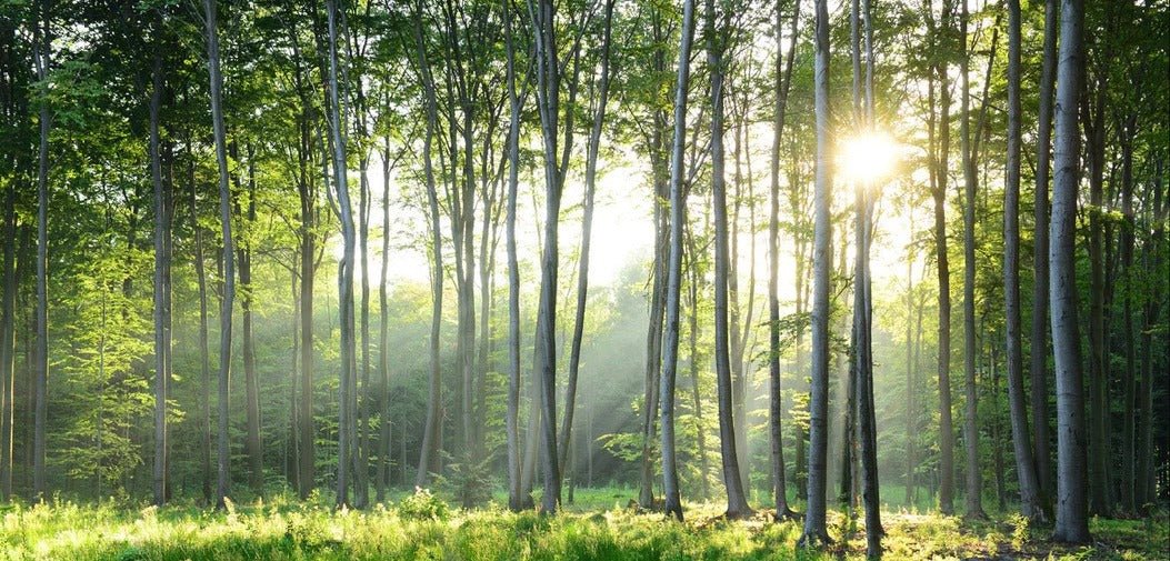 Panoramic pine forest wallpaper