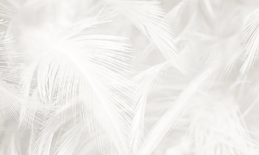 Subtle feather wallpaper