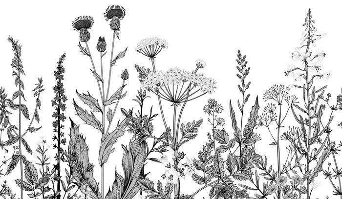 Black and white botanical folk office wallpaper