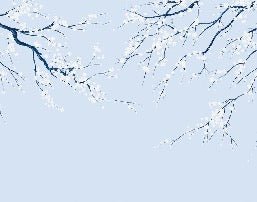 Sakura flower panoramic wallpaper