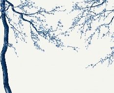 Sakura white panoramic flower wallpaper
