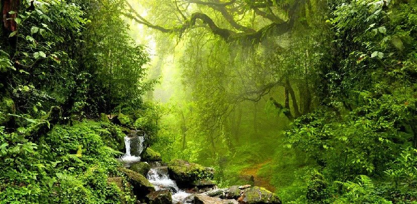 Papier peint Cascade & Forêt, XXL, tendance