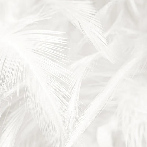 Subtle feather wallpaper