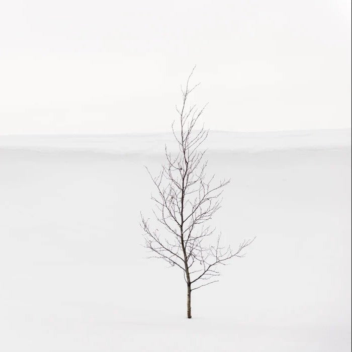 Purity Tree Wallpaper