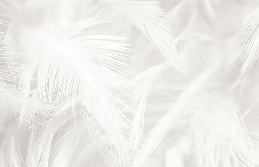 Subtle feather wallpaper