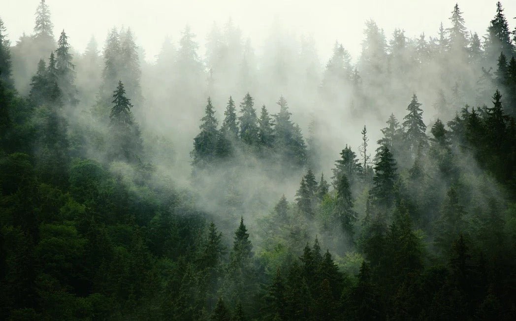Green misty forest wallpaper