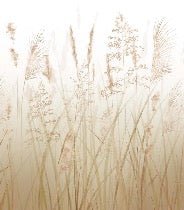 Wheat field flower wallpaper