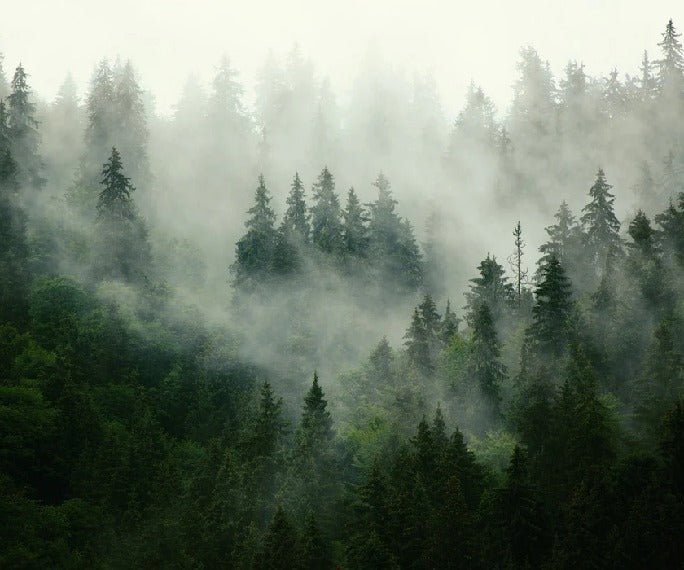 Green misty forest wallpaper
