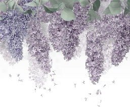 Glycine Provence wallpaper