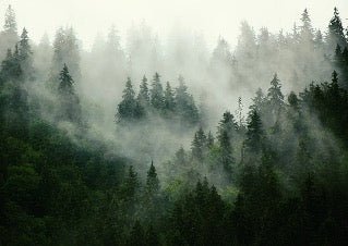 Green misty forest wallpaper