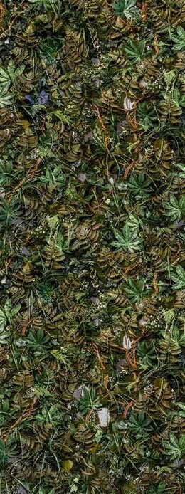 Panoramic trompe l'oeil wallpaper plant wall