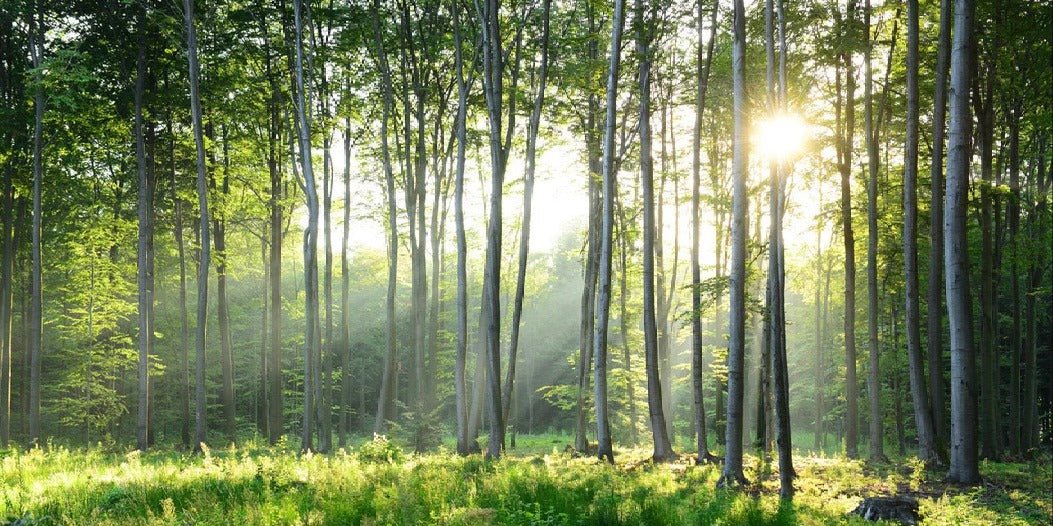 Papier peint panoramique forêt de pins, XXL, tendance