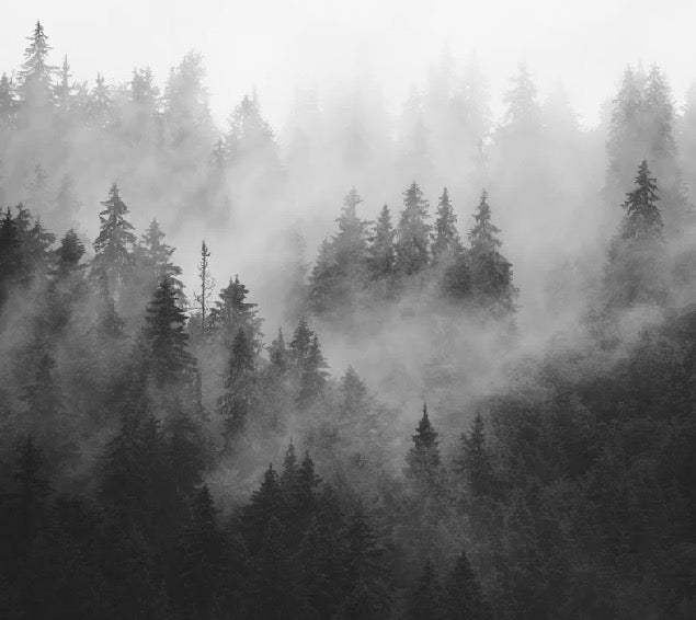 Black and white misty forest wallpaper