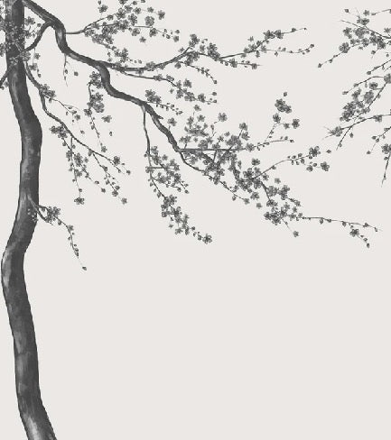 Sakura black and white panoramic flower wallpaper