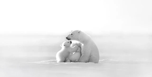 Panoramic wallpaper - Horizon arctique