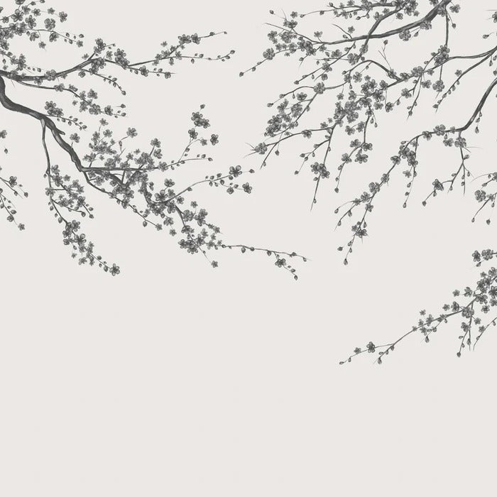 Sakura black and white panoramic flower wallpaper