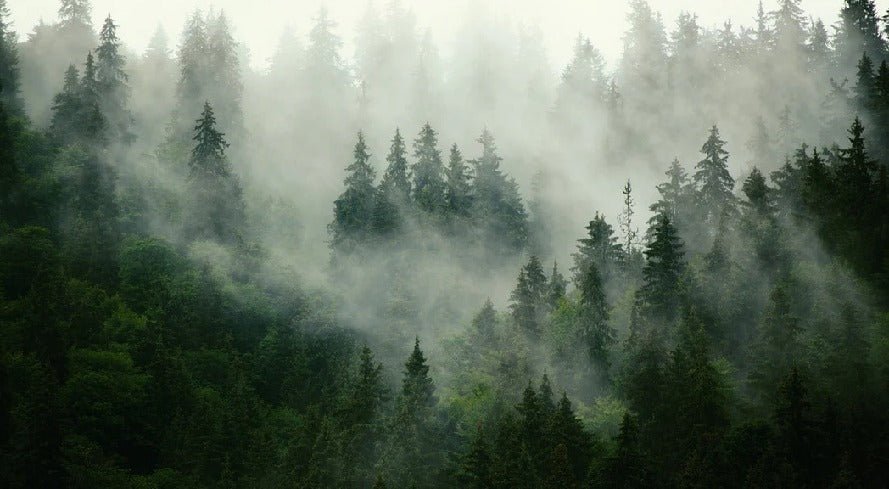 Green misty forest wallpaper