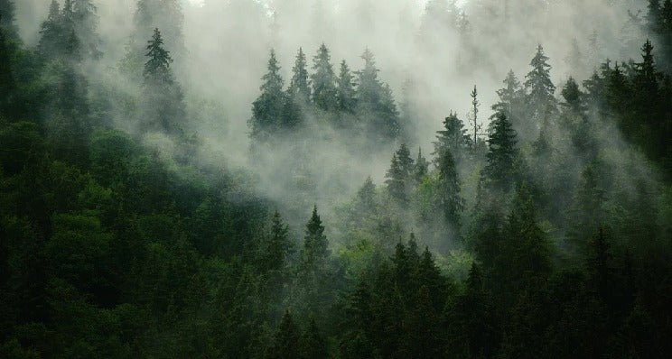 Green misty forest wallpaper