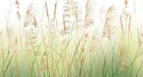 Gradient wheat field flower wallpaper