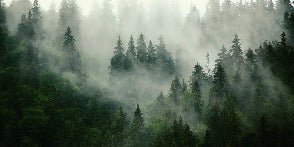 Green misty forest wallpaper