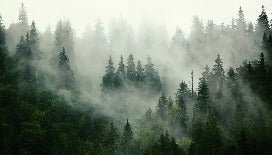 Green misty forest wallpaper