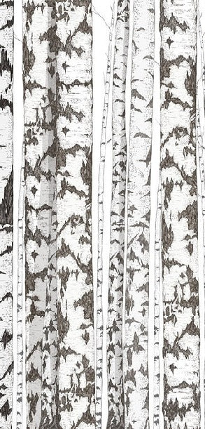 Black and white birch wallpaper