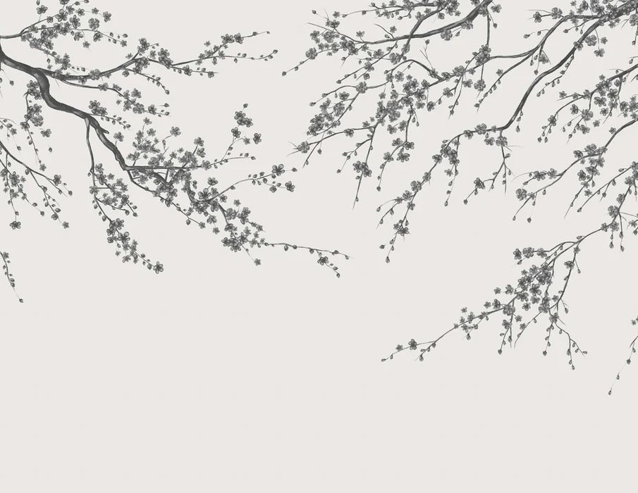 Sakura black and white panoramic flower wallpaper