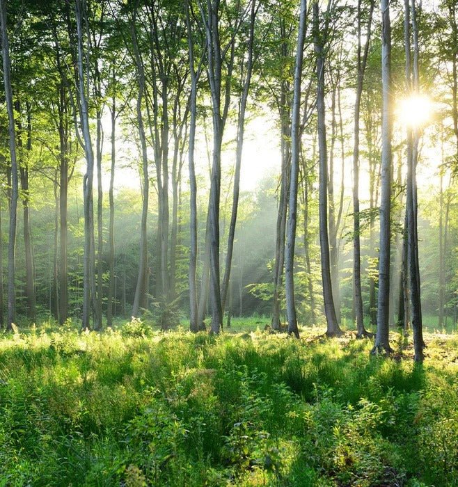 Papier peint wc Forêt de Pins, XXL, tendance