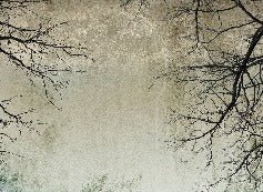 Enchanted Forest wallpaper