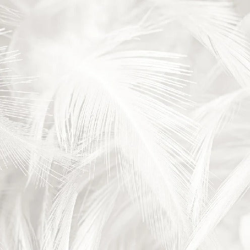 Subtle feather wallpaper