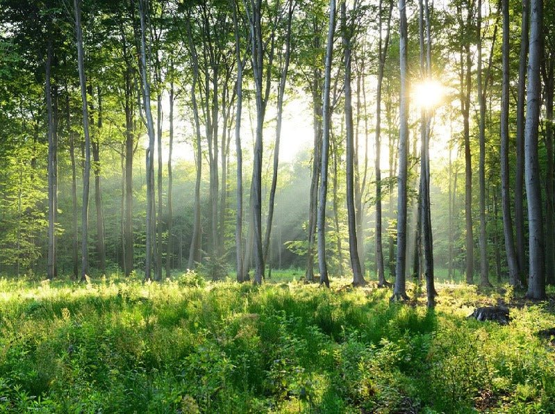 Panoramic pine forest wallpaper