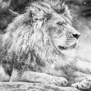 Jungle the King Lion Wallpaper