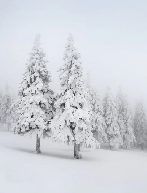 Panoramic snow-covered forest wallpaper