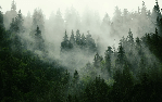 Green misty forest wallpaper