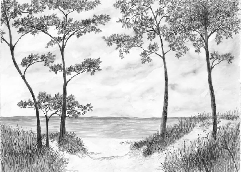 Papier peint Pins maritimes et dunes - Noir et blanc