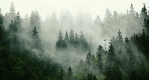 Green misty forest wallpaper