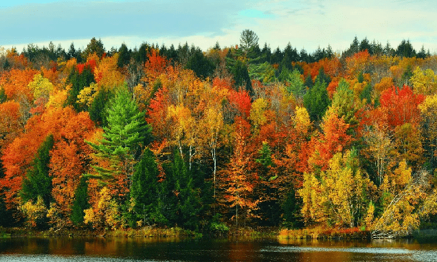 Panoramic wallpaper featuring an autumn-colored forest