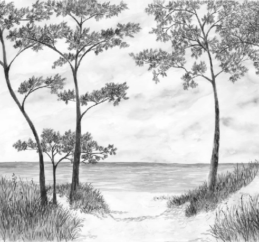 Papier peint Pins maritimes et dunes - Noir et blanc - Muralconcept