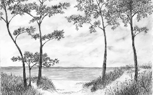 Papier peint Pins maritimes et dunes - Noir et blanc - Muralconcept