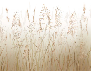 Papier peint fleur des champs de blé