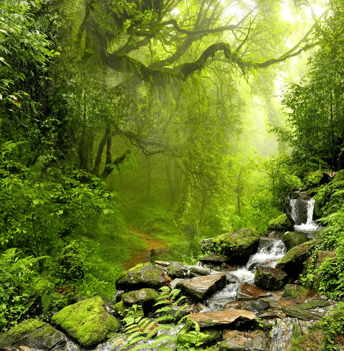 Cascade & Forest bathroom wallpaper