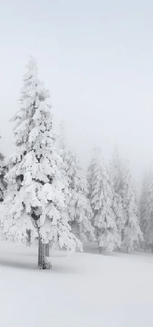 Panoramic snow-covered forest wallpaper