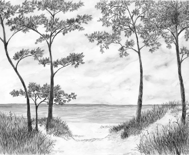 Papier peint Pins maritimes et dunes - Noir et blanc - Muralconcept