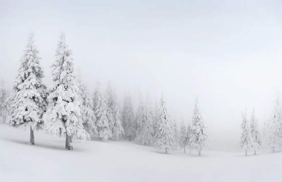 Panoramic snow-covered forest wallpaper