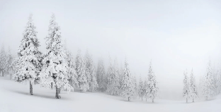 Panoramic snow-covered forest wallpaper