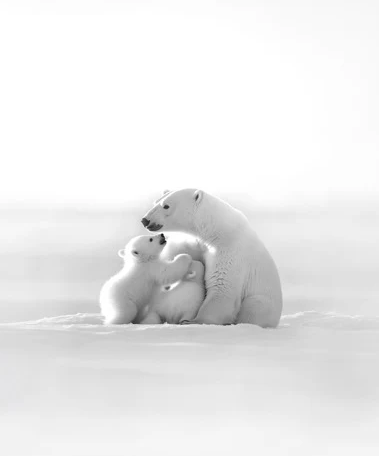 Papier peint panoramique - Horizon arctique