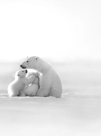 Papier peint panoramique - Horizon arctique