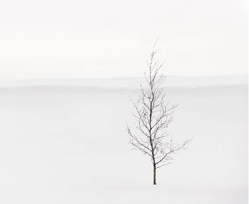 Purity Tree Wallpaper