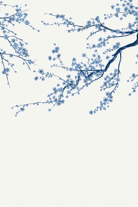 White Sakura flower panoramic wallpaper