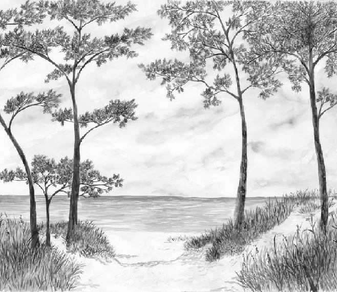 Papier peint Pins maritimes et dunes - Noir et blanc